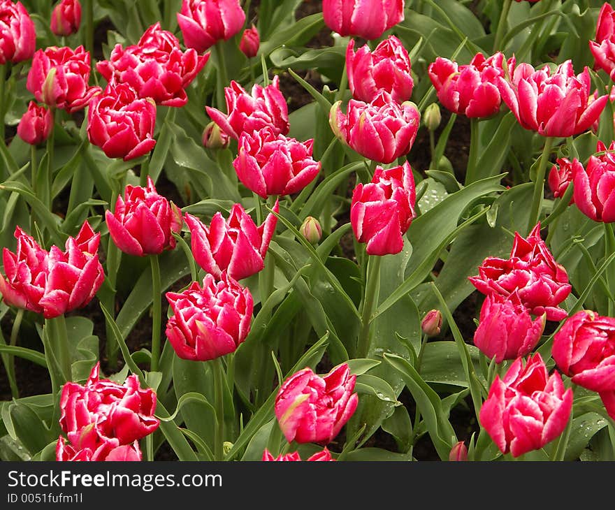 Exotic Tulip field