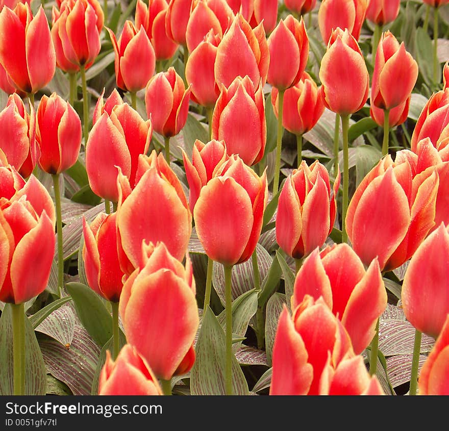 Exotic Tulip field