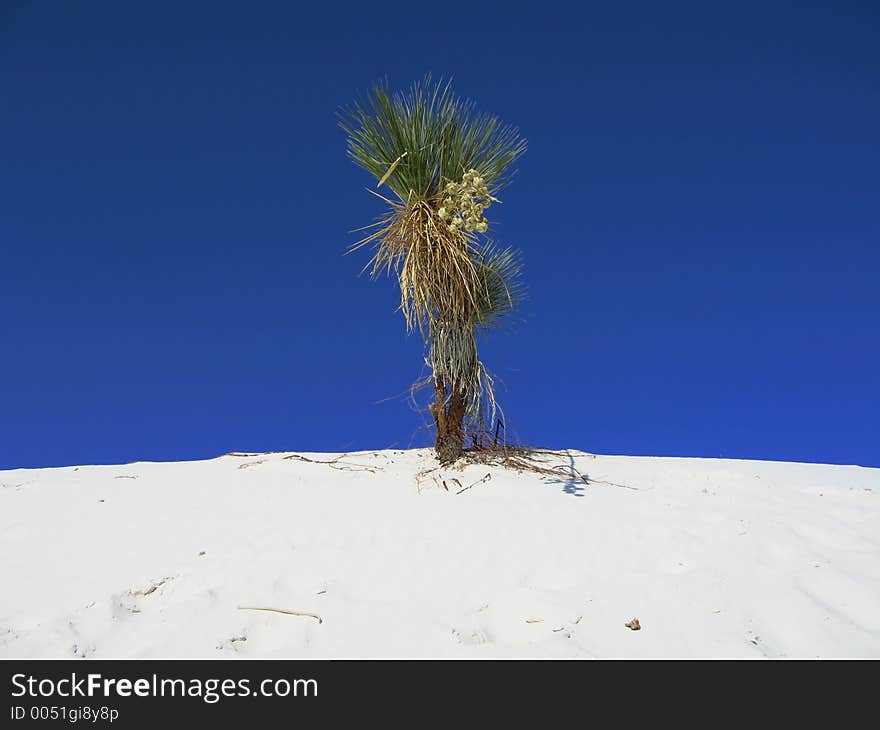 White Sand dunes with a lonely tree