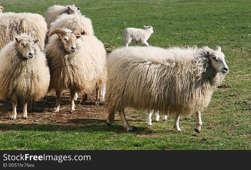 Flock of sheep with lamb in a green pasture looking at sheep walk by. Flock of sheep with lamb in a green pasture looking at sheep walk by