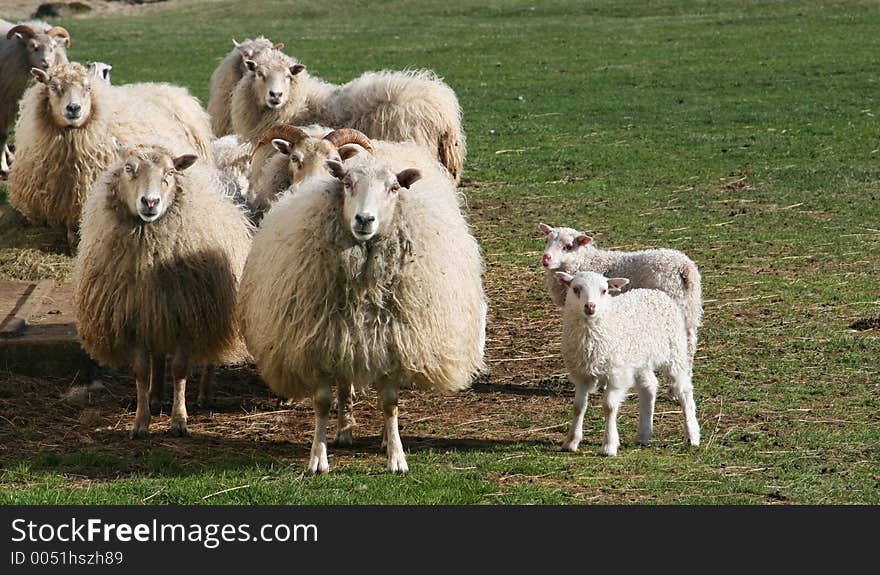 A flock of sheep with new born lambs staring at camera with a wondering look. A flock of sheep with new born lambs staring at camera with a wondering look