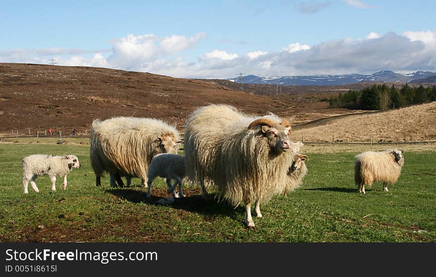 Sheep with lambs, one sheep looking around. Sheep with lambs, one sheep looking around