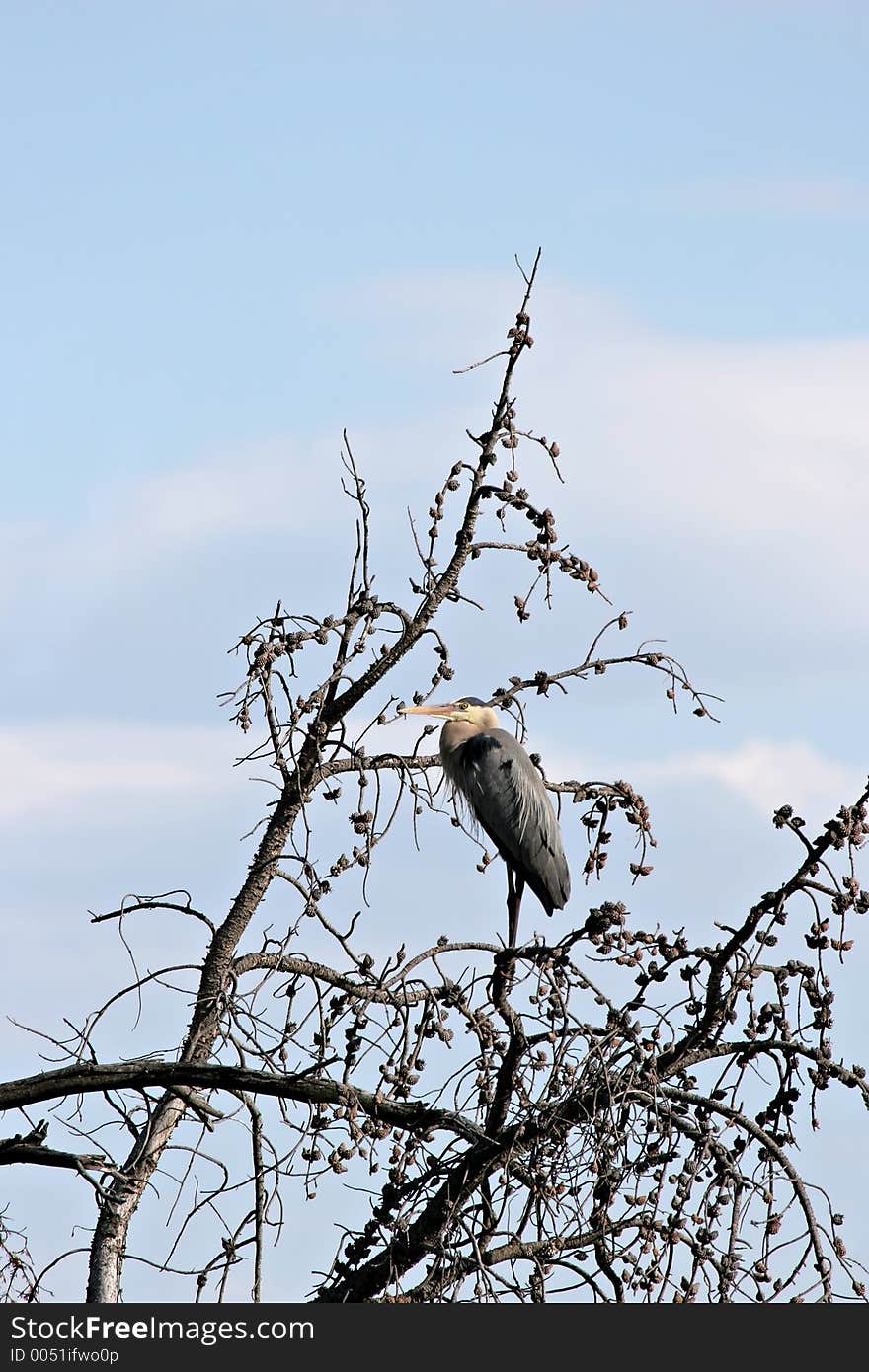 Great blue heron perched high up on a dead tree. grand tetons national park, wyoming. Great blue heron perched high up on a dead tree. grand tetons national park, wyoming.