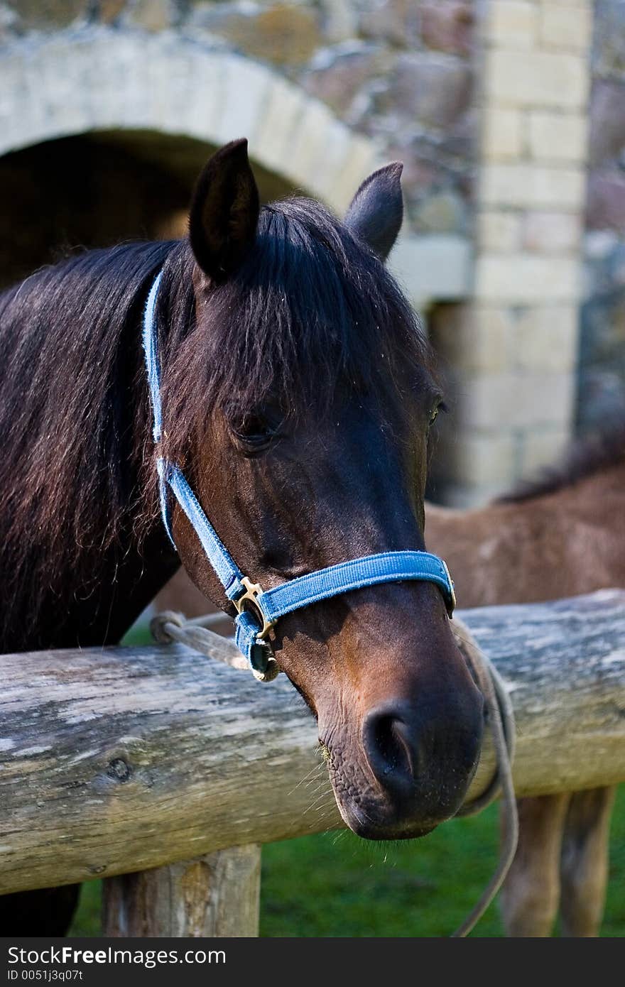 Horse in a stable. Photo was taken in Estonia, Saaremaa.