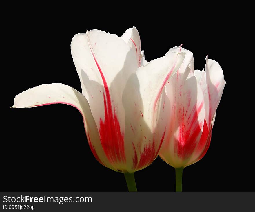 Tulips on Black