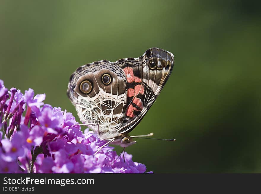 Close Up of Painted Lady Butterfly on Butterfly Bush. Close Up of Painted Lady Butterfly on Butterfly Bush