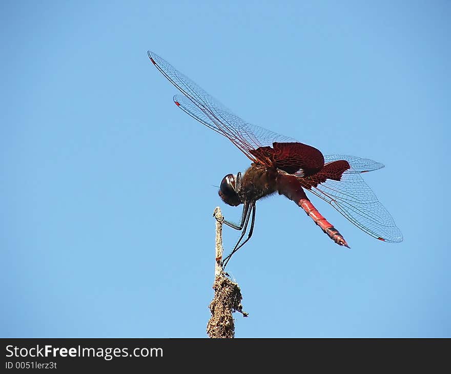 Red dragonfly perched on a cattail