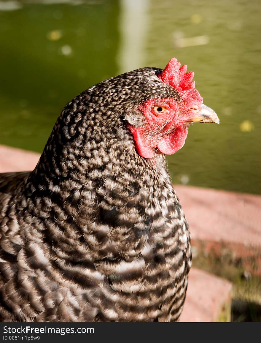 A red combed cock gives one the eye. A red combed cock gives one the eye.