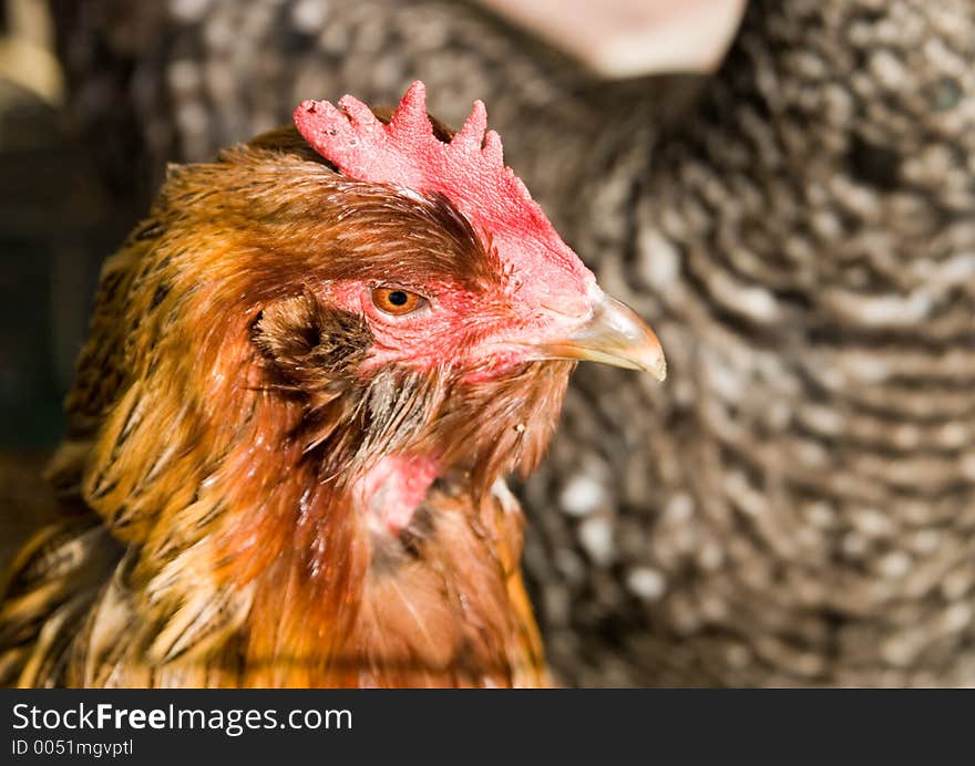 A rooster stares at the the intrusive morning sun. A rooster stares at the the intrusive morning sun.