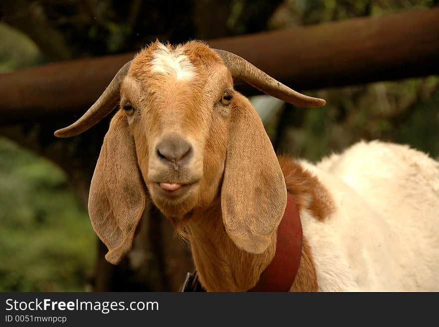 Goat that was on the side of the road and was very curious about me with a camera!. Goat that was on the side of the road and was very curious about me with a camera!