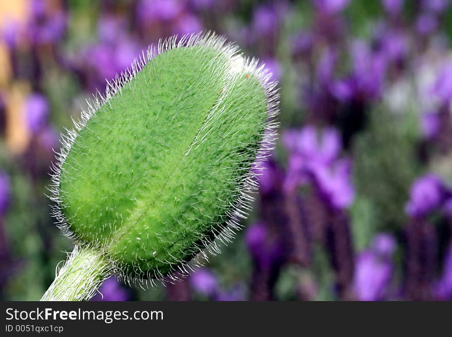 A poppy bud against a purple background of lavender flowers.