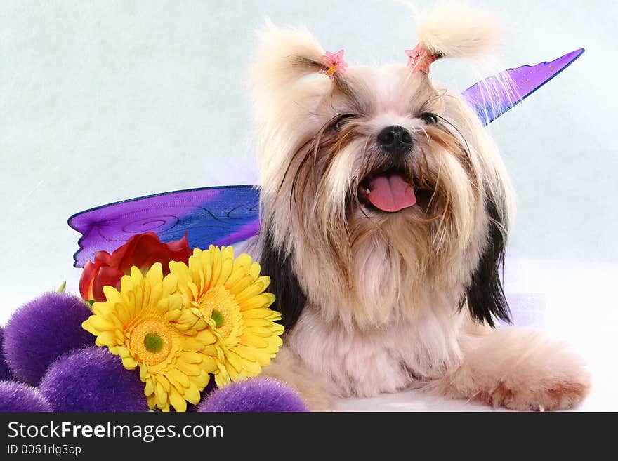 A posing shih-tzu with flowers