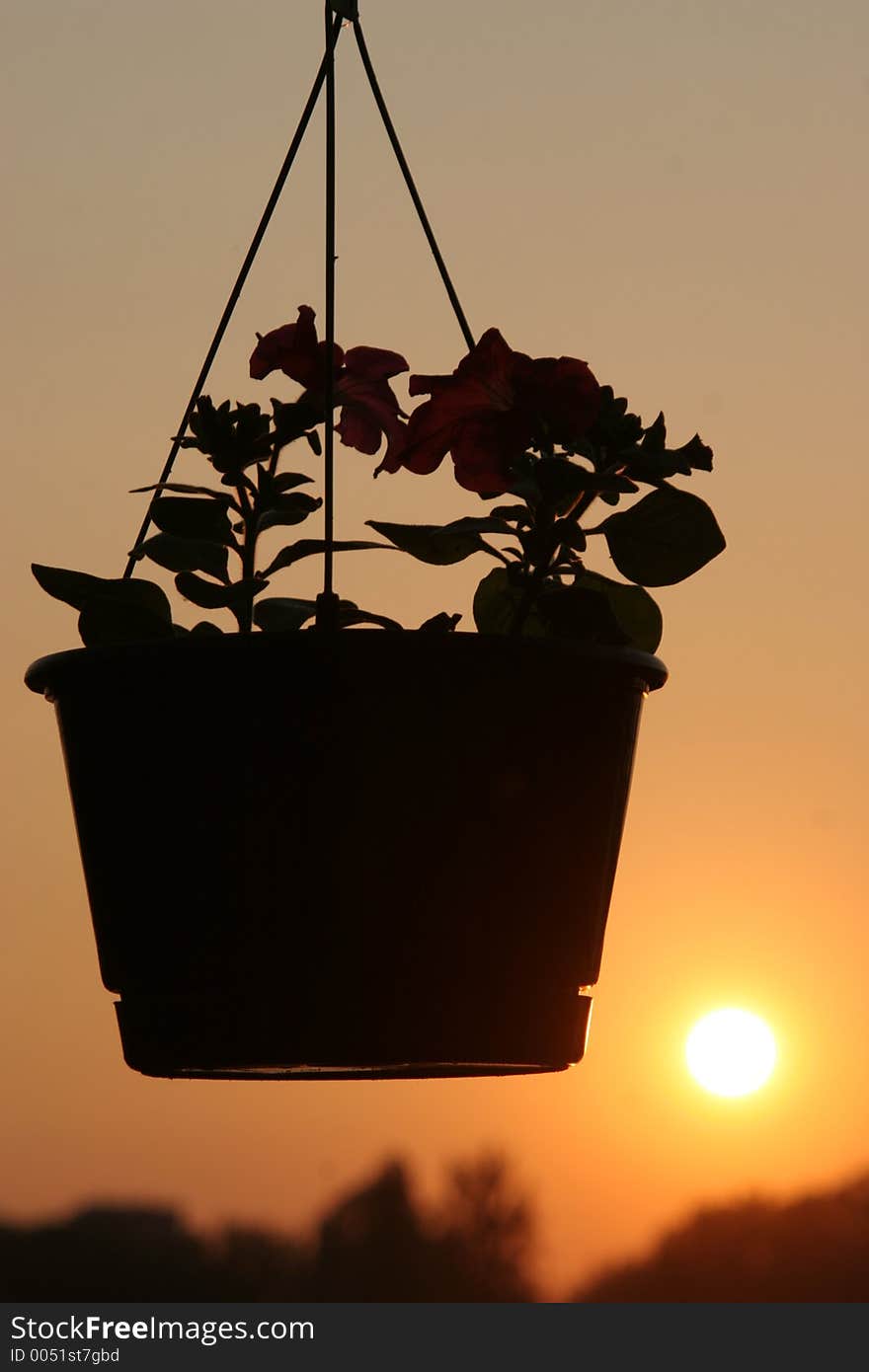 Vegetable with pot during sunset. Vegetable with pot during sunset