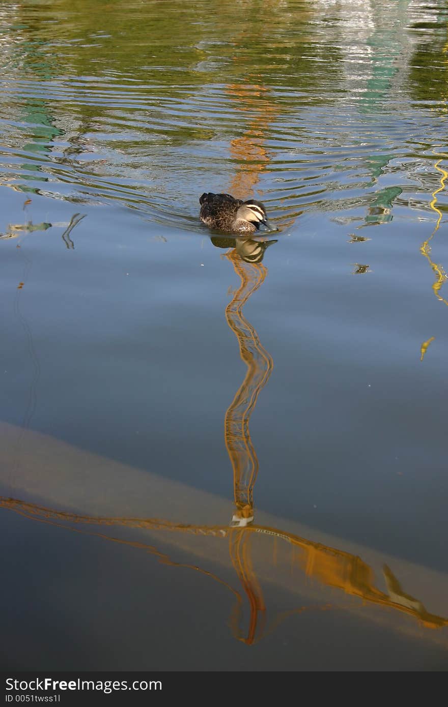 DUCK RIPPLES CRANE