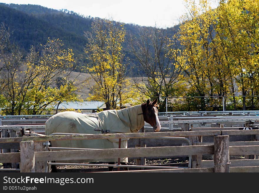 A horse rugged up in his winter blanket on a farm. A horse rugged up in his winter blanket on a farm.