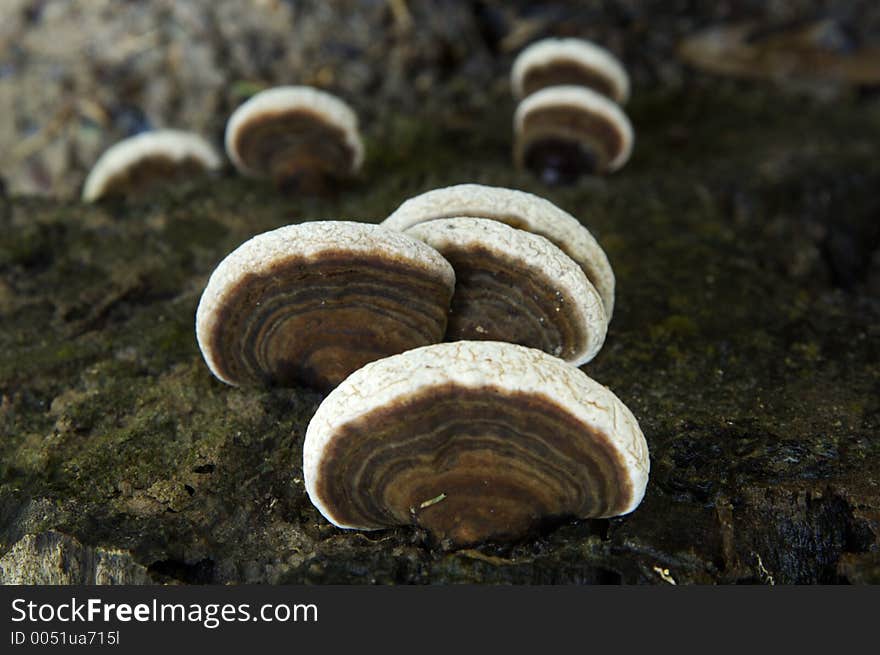 Wild mushrooms in the tropical forest Thailand