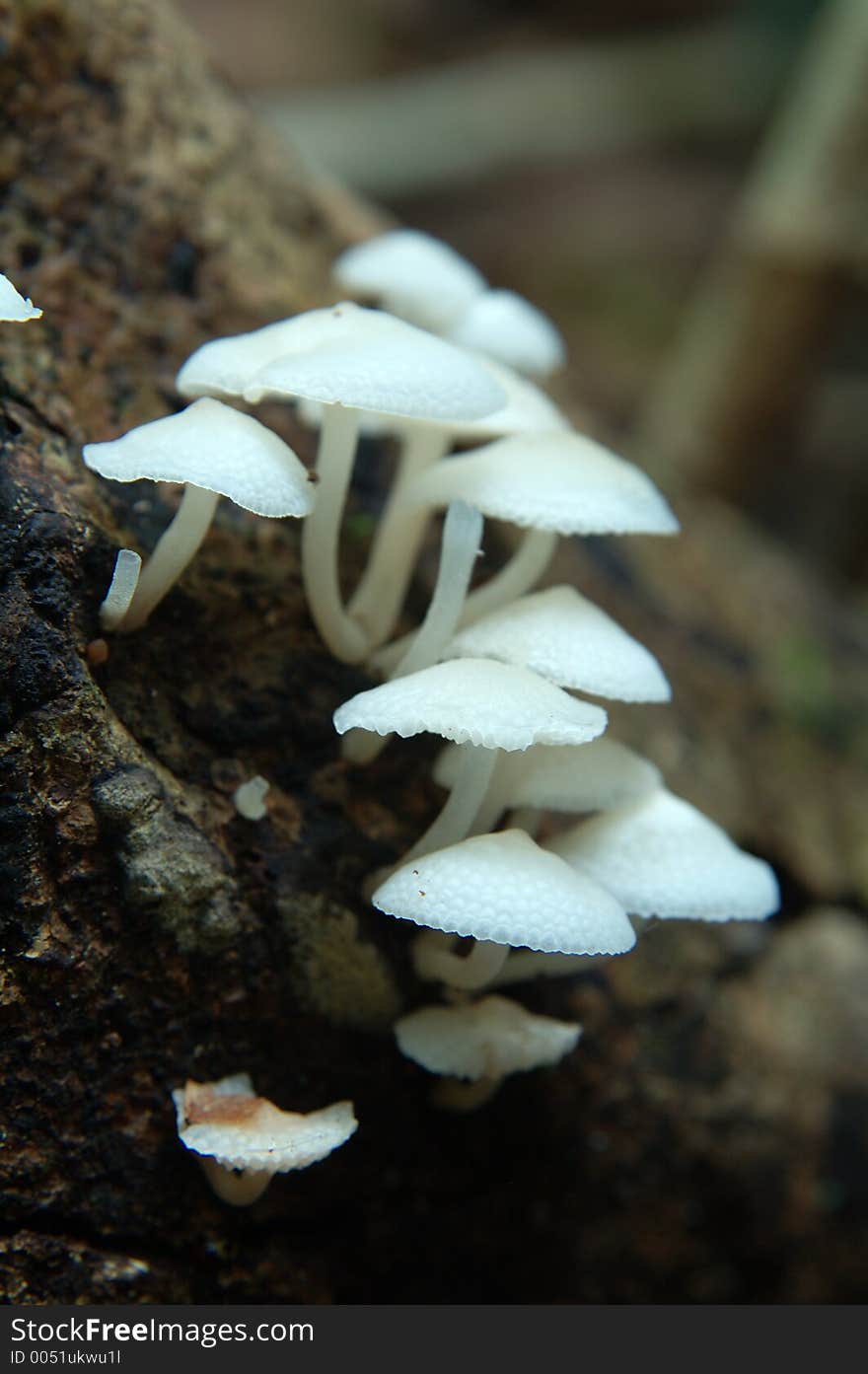 Wild mushrooms in the tropical forest Thailand.