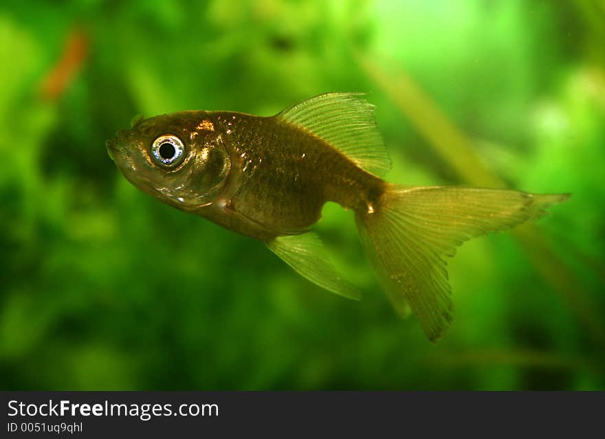 Gold fish in an aquarium summer, solar, green, background, structure, light, leaves