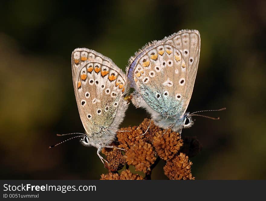 Butterflies, pairing (Polyommatus amandus). Butterflies, pairing (Polyommatus amandus)