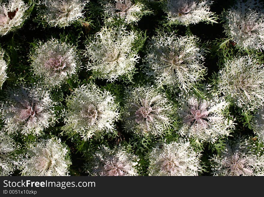 WHITE ORNAMENTAL LETTUCE