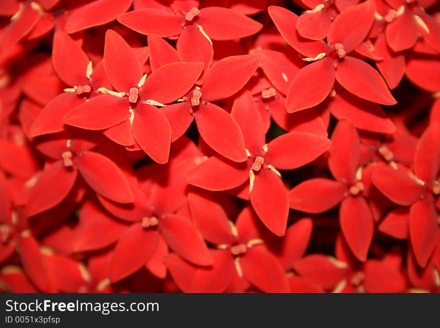 A bunch of cute tiny little red flowers. Scale: Each flower approx. 1 cm across. Location: Brisbane, Queensland, Australia. Photographer: Crystal Venus.