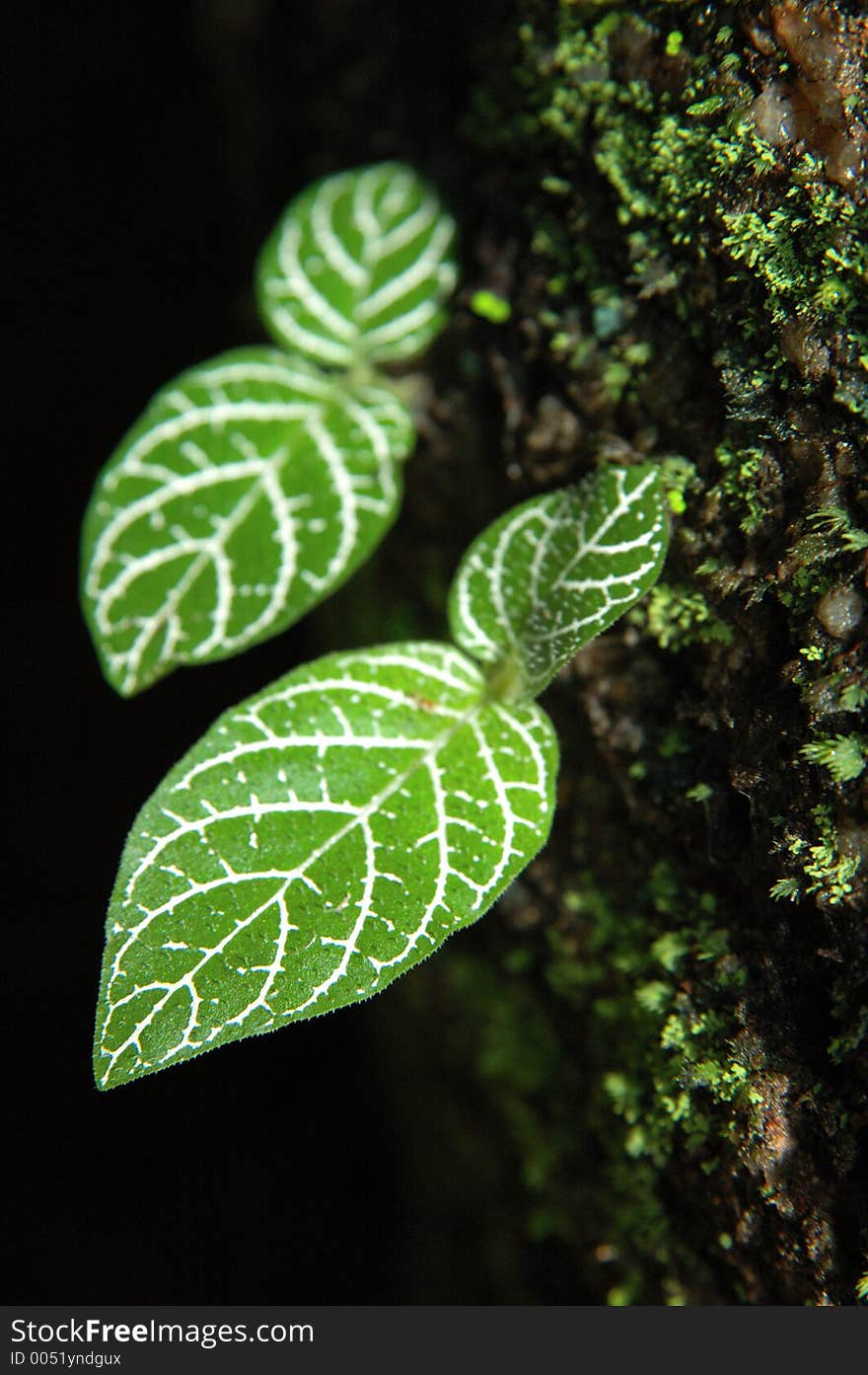 Micro leafs