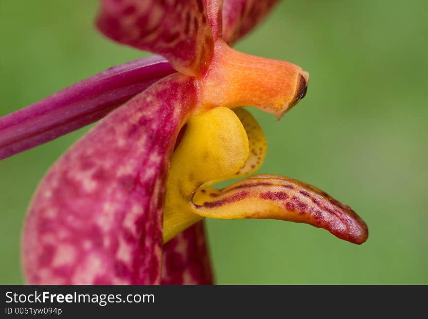 Orchid Close-up