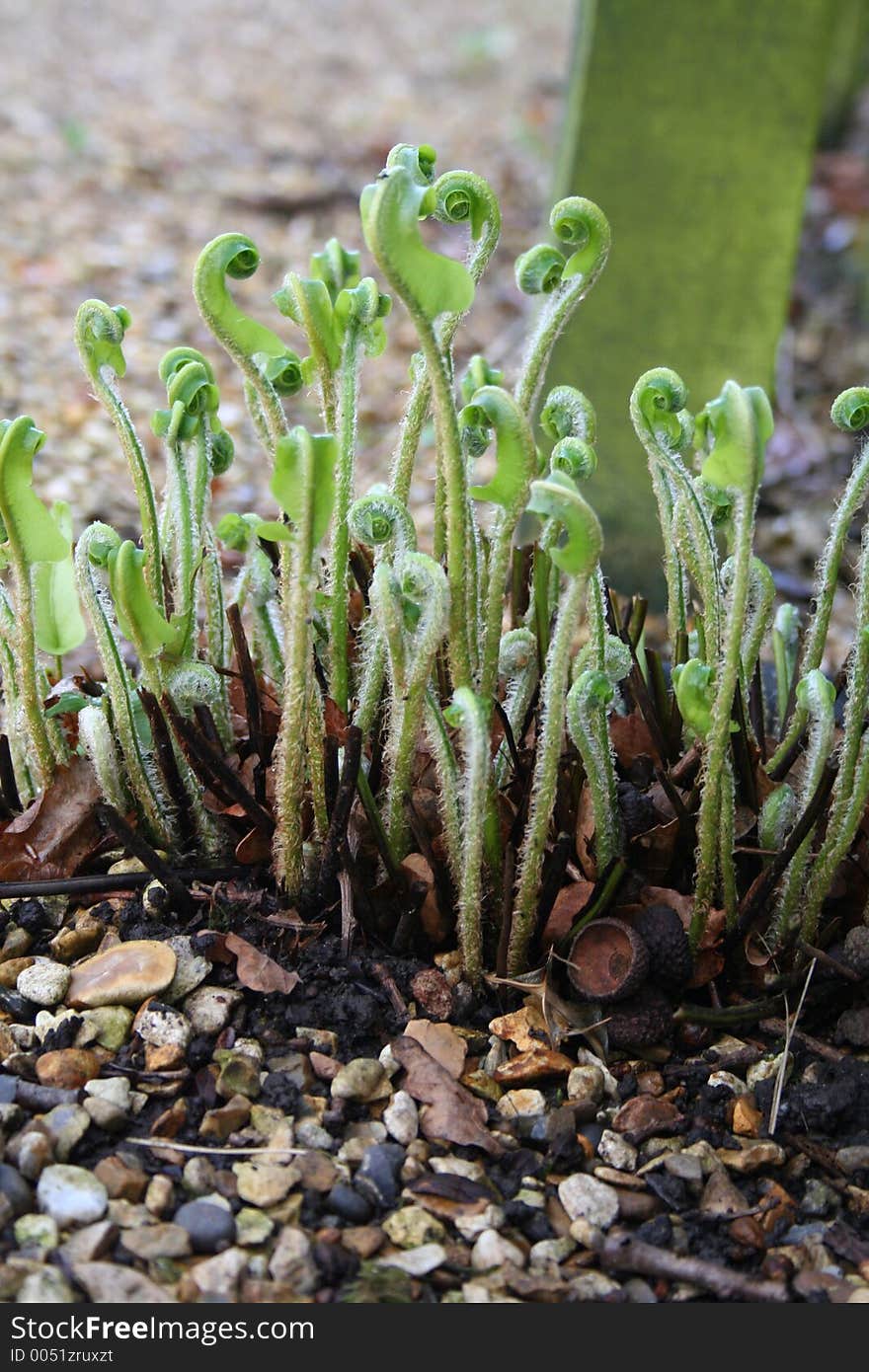 Ferns about to unfurl in cottage garden