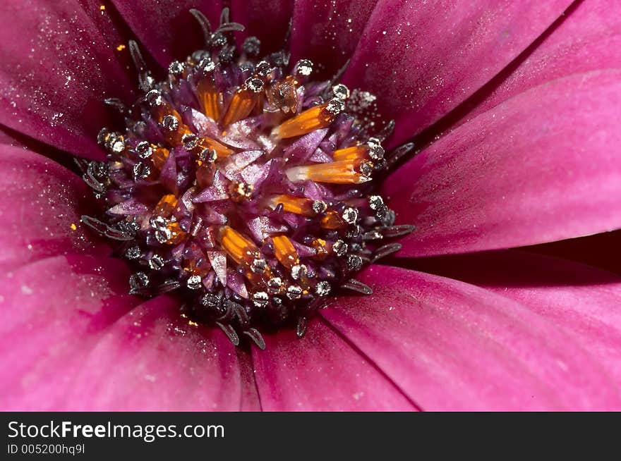 Macro of a flower. Macro of a flower