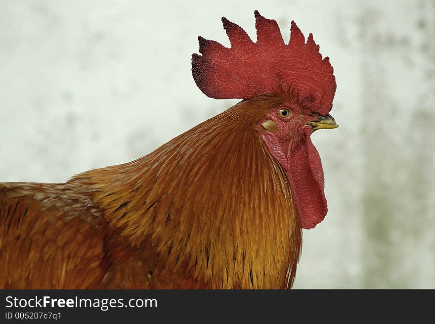 Male Chicken with fine physical details captured. Male Chicken with fine physical details captured