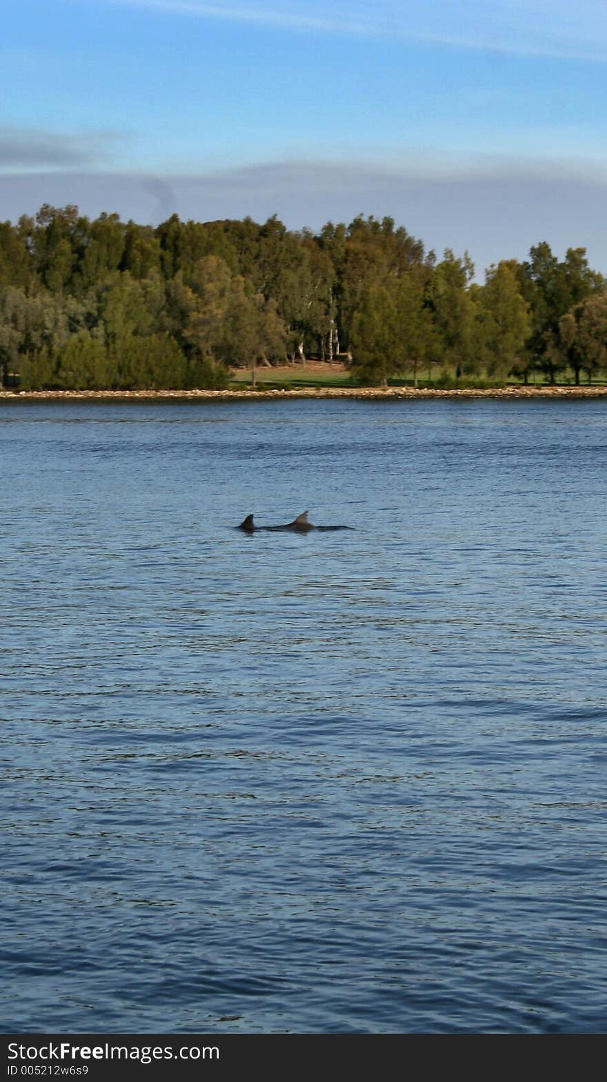 Swan River Dolphins