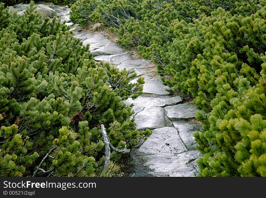 Stone, tourist path between green conifers. Stone, tourist path between green conifers