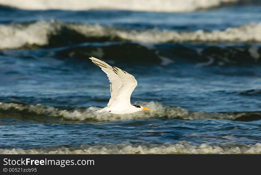 Royal Tern flying over Florida beach. Royal Tern flying over Florida beach