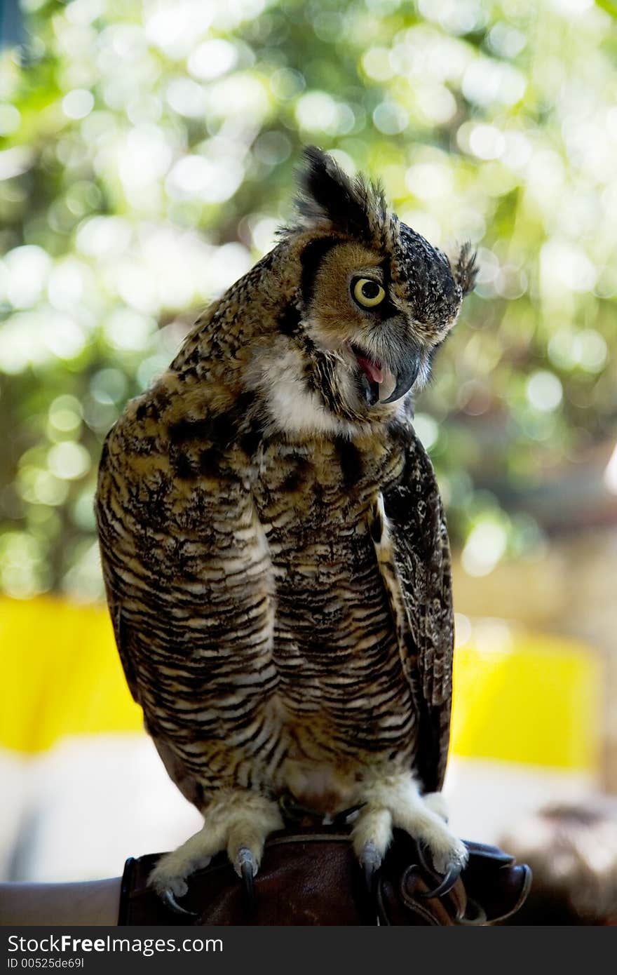 Great Horned Owl