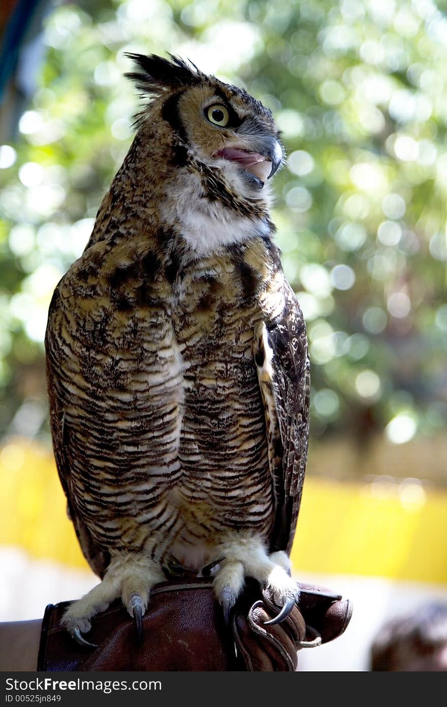 Great Horned Owl