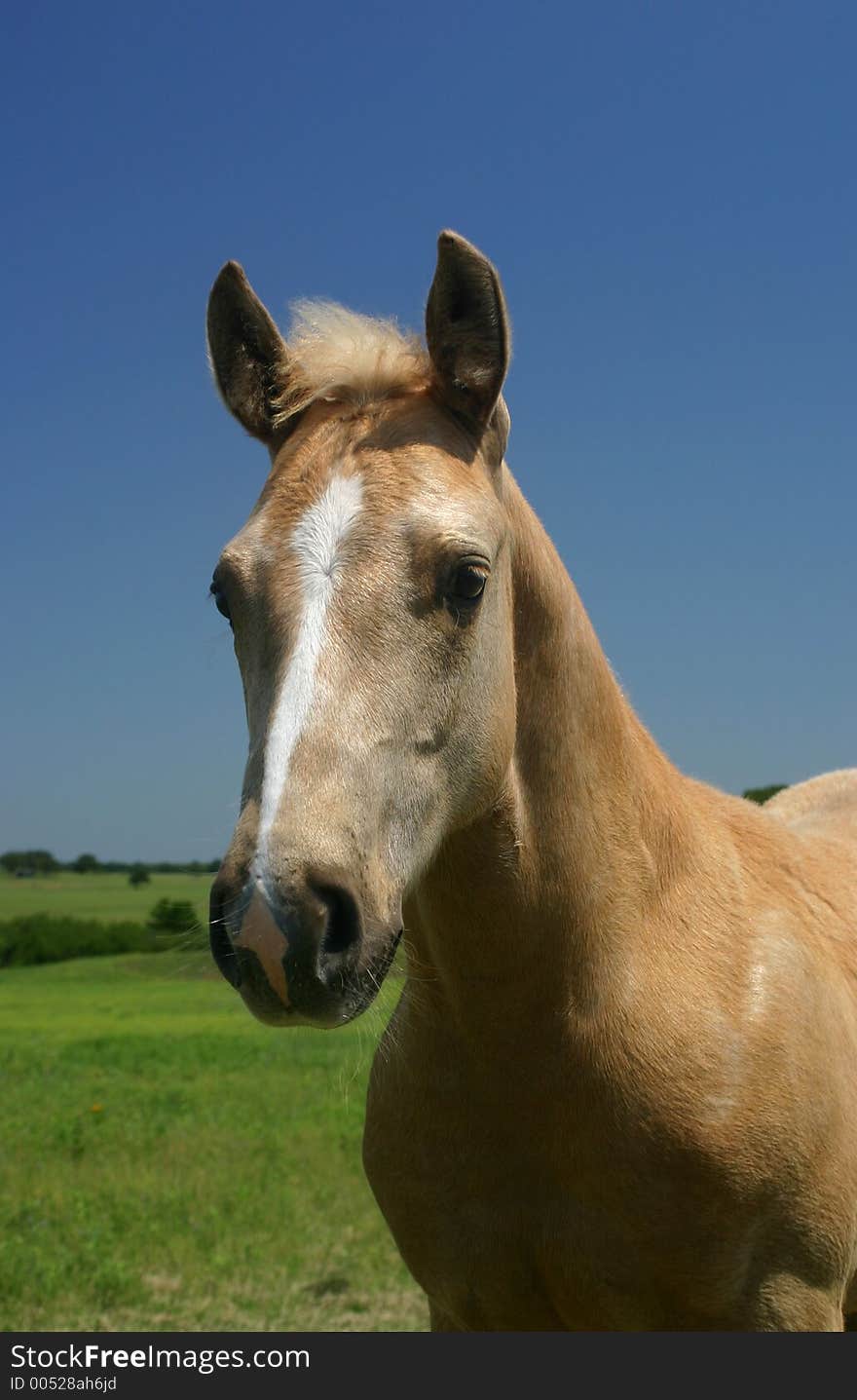 Palomino colt, three months old, in green pasture with blue sky.