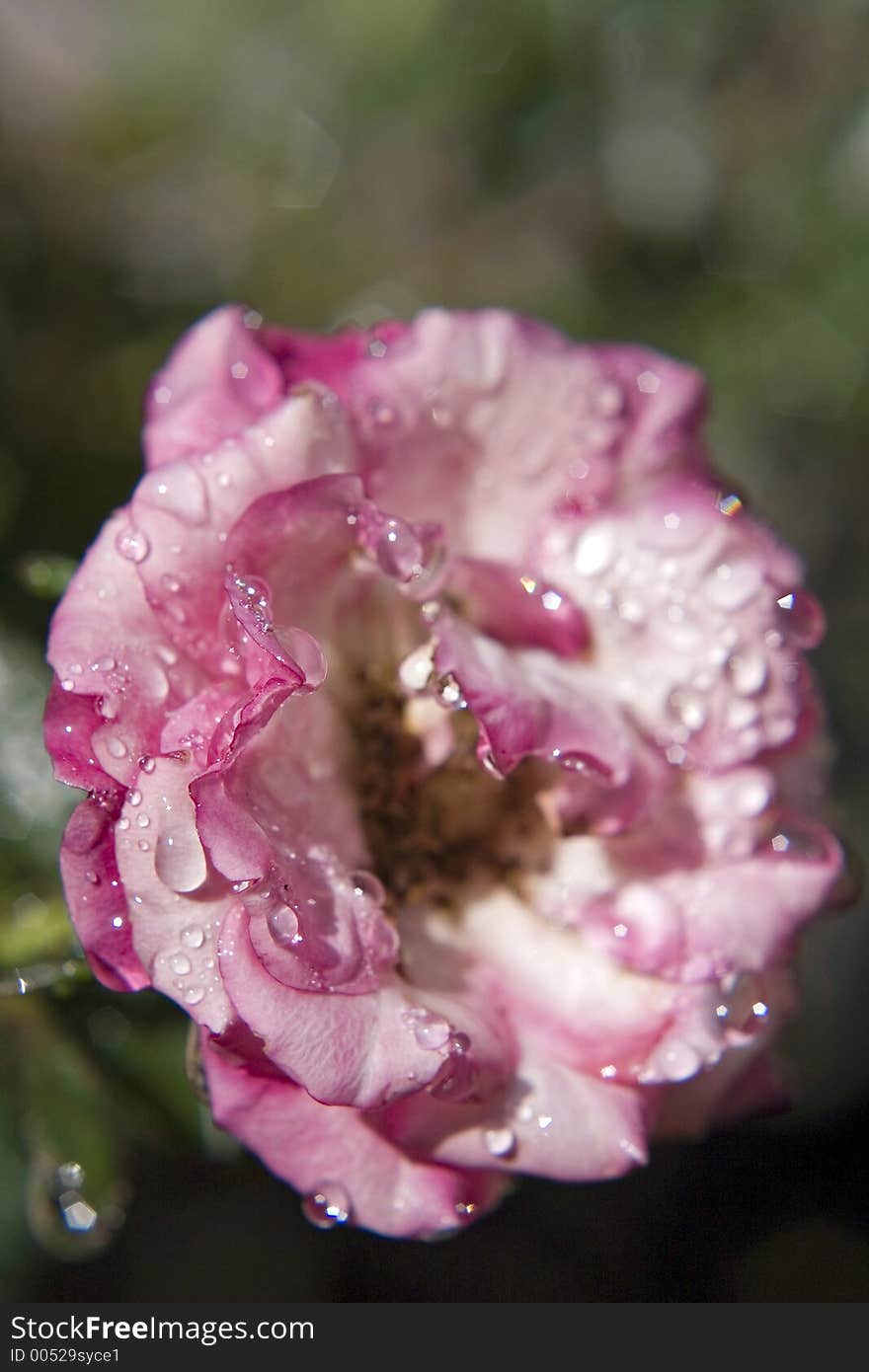 Water on Rose