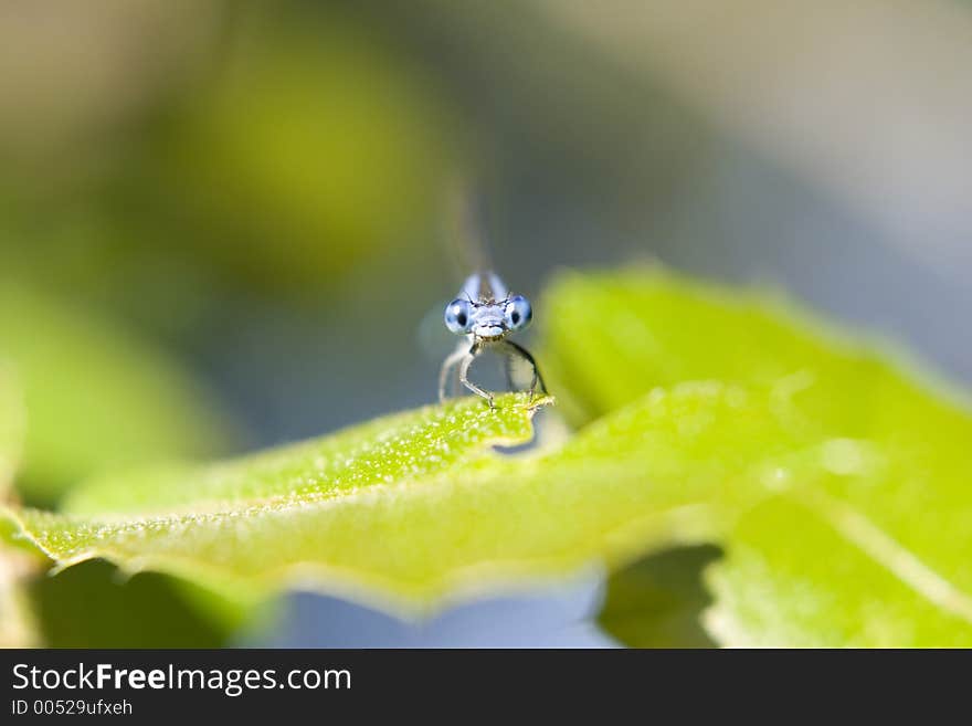 Dragonfly on Leaf