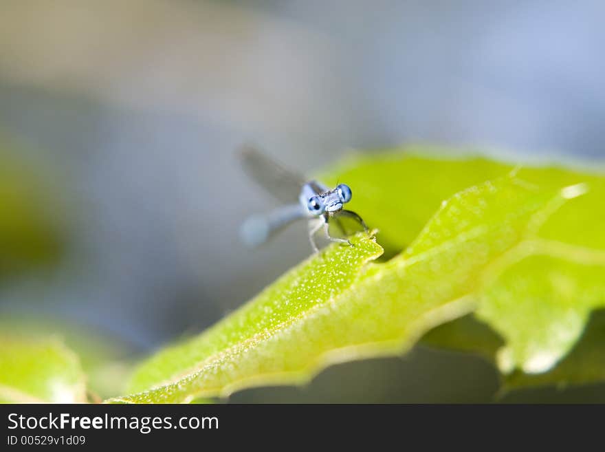 Little insect on a leaf. Little insect on a leaf.