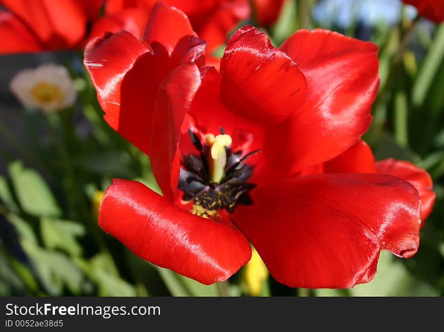 Red flower in a garden. Red flower in a garden.