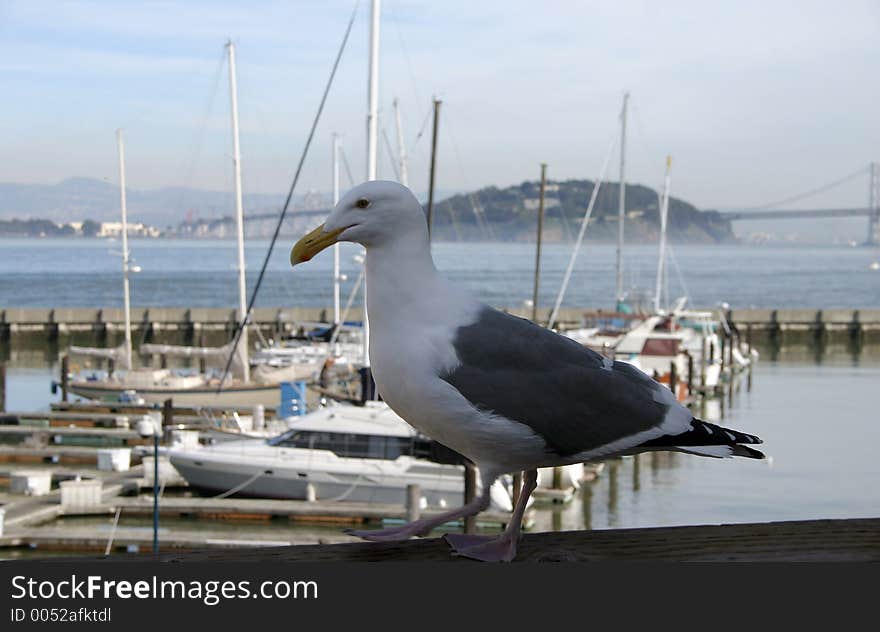 Sea gull sitting on a harbor.