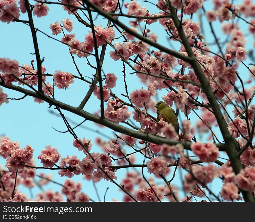 Yellow Bird