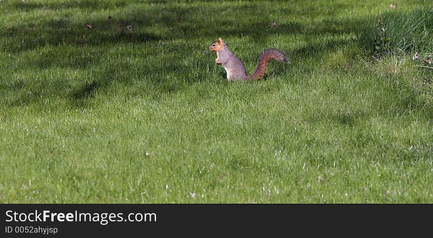 Squirrel Standing