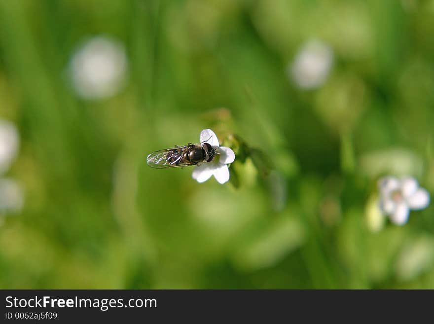 Macro Fly