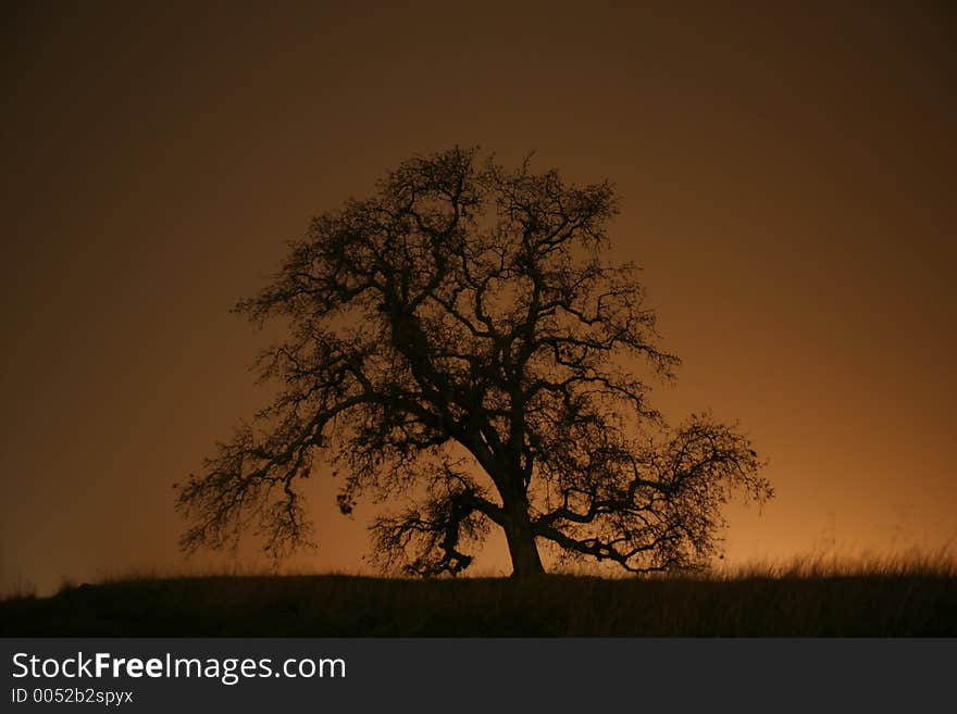 Tree and Sunset Silhouette