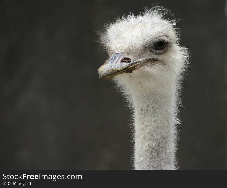 Curious Ostrich