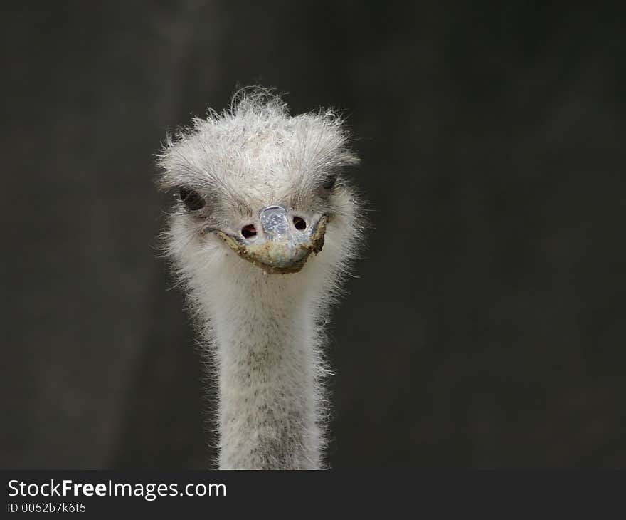 Ostrich