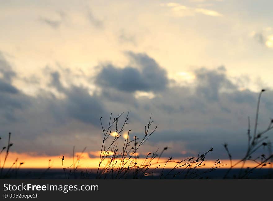 Weeds and Sunset