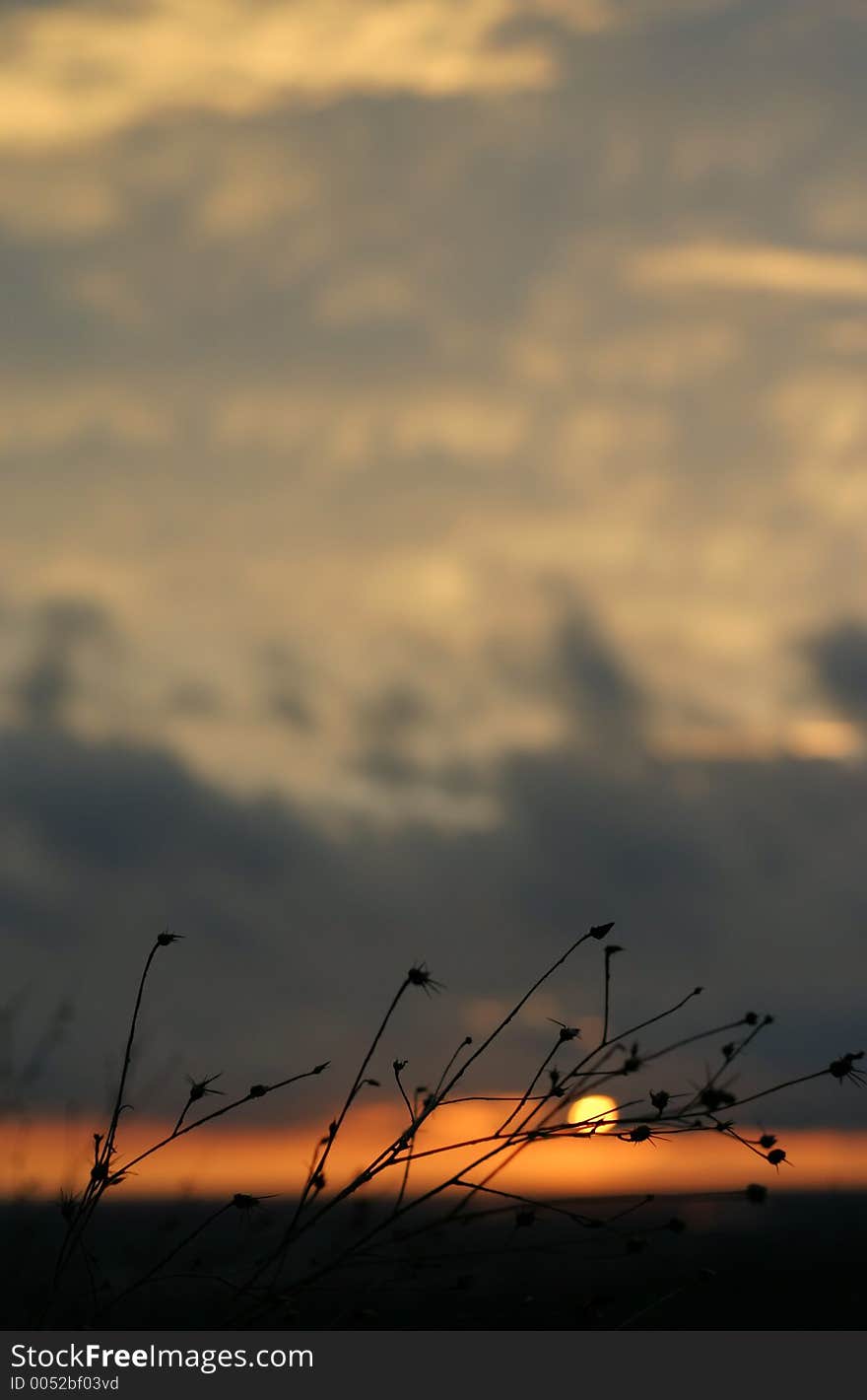 Sun behind a plant. Sun behind a plant.