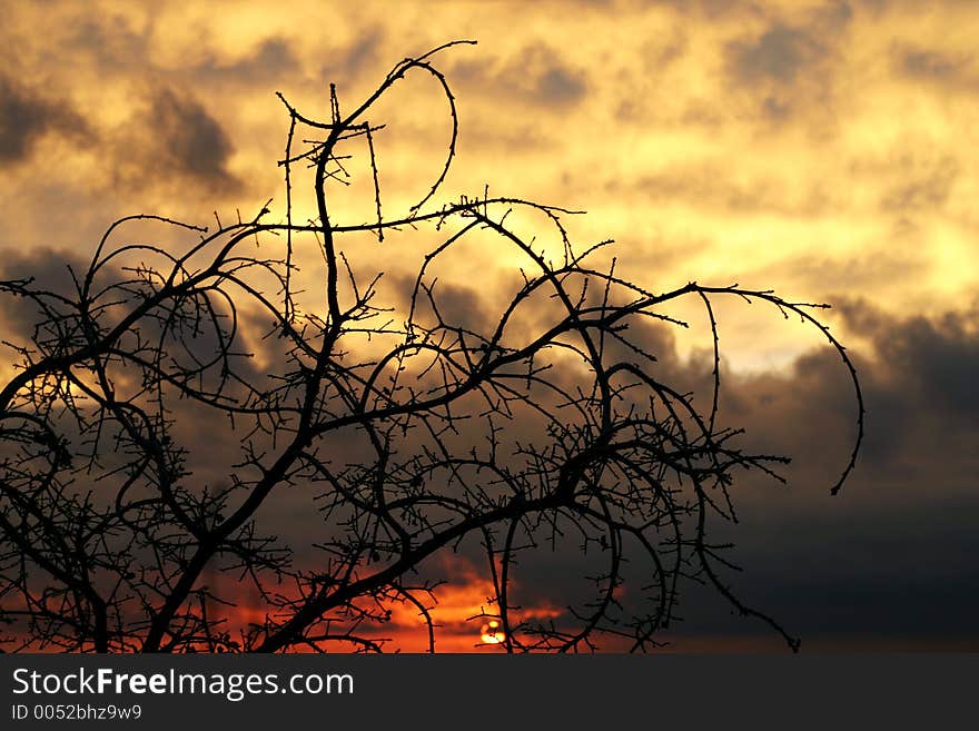 Sunset behind a tree. Sunset behind a tree.